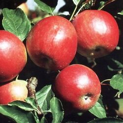 Яблоня летняя Красное раннее 3-4летка 10л